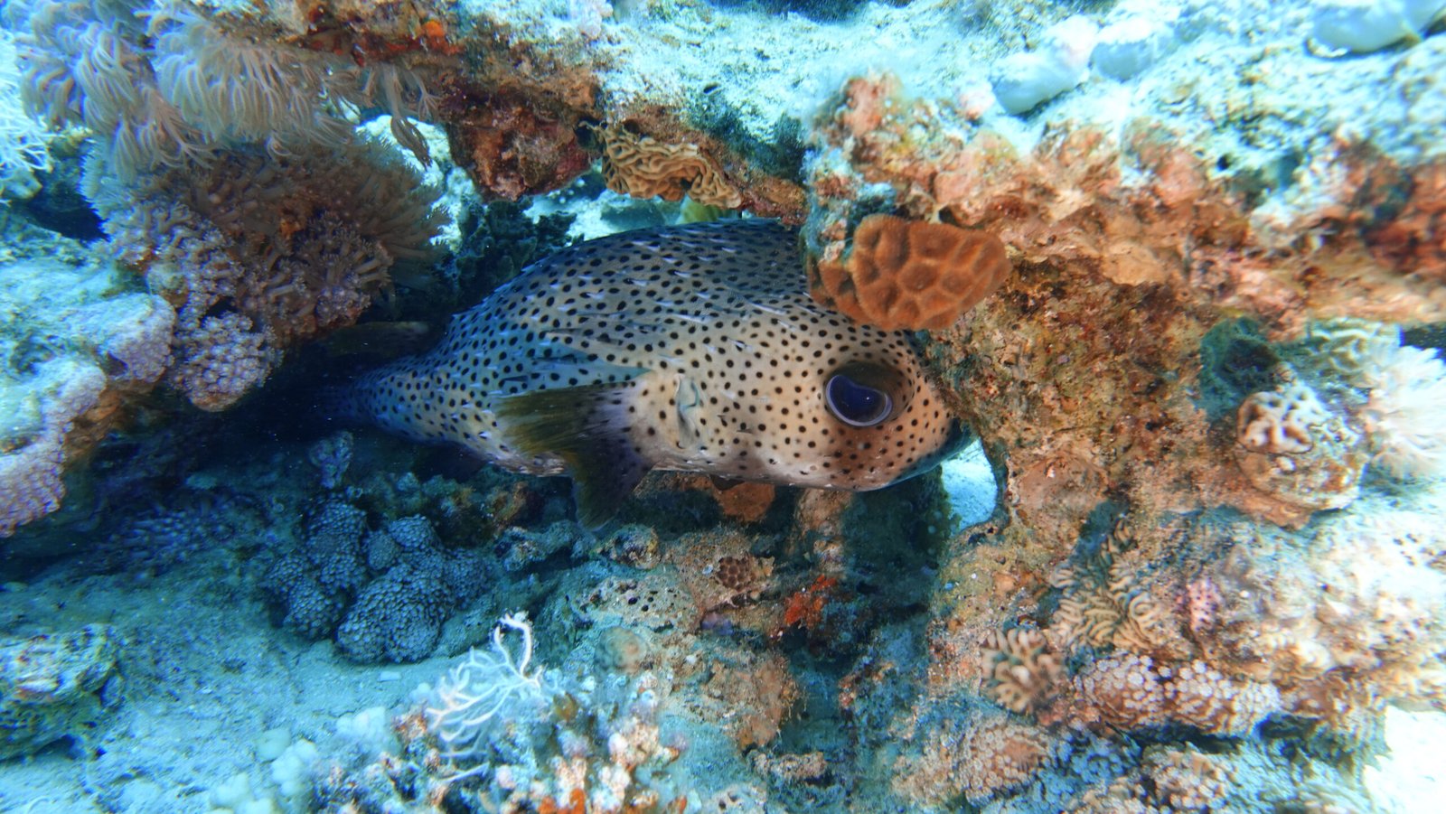 Emergency First Response